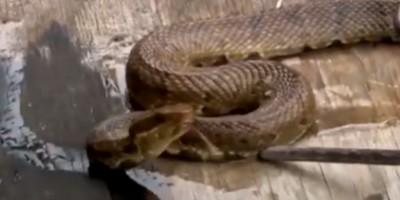 Richmond snake